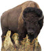 American Bison Lifesize Standup