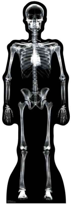 X-Ray Skeleton Lifesize Standup