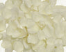 Ivory Fabric Rose Petals | 400 ct