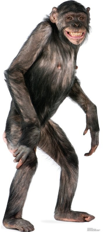 Chimpanzee Lifesize Standup *Made to order-please allow 10-14 days for processing*