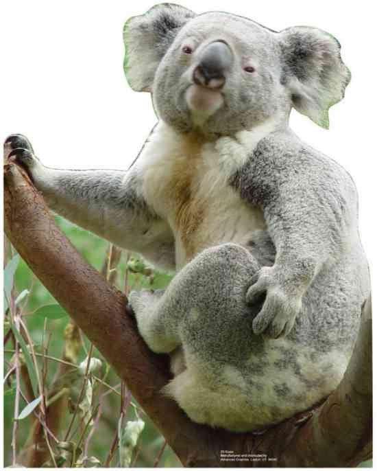 Koala Lifesize Standup *Made to order - please allow 10 - 14 days for processing* - Zurchers