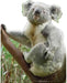 Koala Lifesize Standup *Made to order - please allow 10 - 14 days for processing* - Zurchers