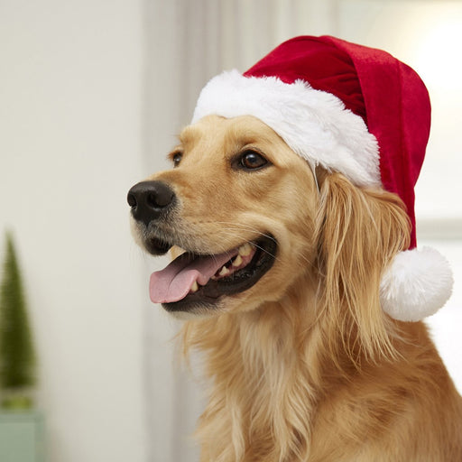 Christmas Santa Pet Hat M/L | 1ct - Zurchers