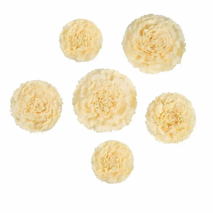 Scallop Shaped Ivory Tissue Flowers 2pcs | 1ct - Zurchers