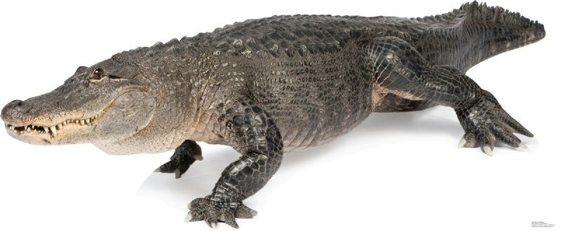 American Alligator Lifesize Standup