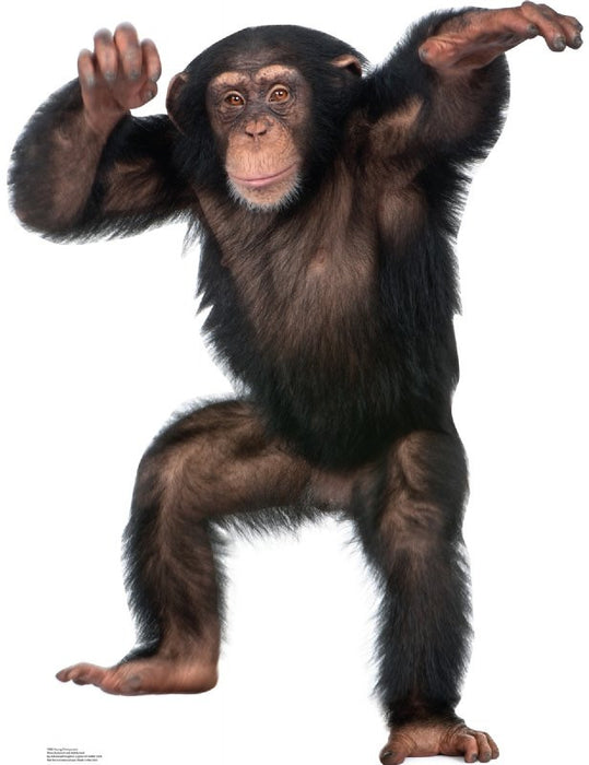 Young Chimpanzee Lifesize Standup