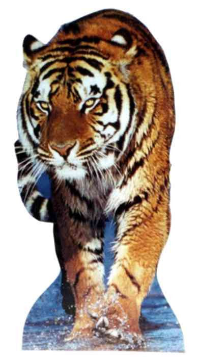 Tiger Lifesize Standup