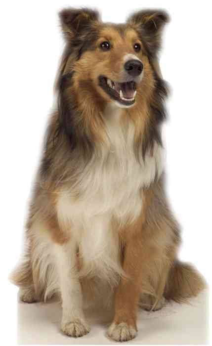 Collie Dog Lifesize Standup